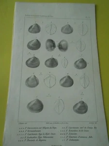 Gravure 19ème - Planche de Coquillages Limousum - Picture 1 of 1