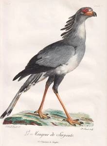 Sekretär secretary bird birds Vögel Farbradierung etching Levaillant 1799 - Picture 1 of 1