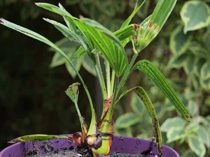 Trachycarpus wagnerianus 4 years+ - Picture 1 of 1
