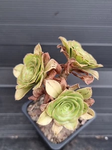 Aeonium 'Rubrolineatum' - Picture 1 of 2