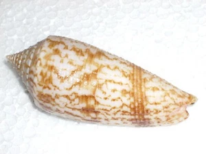 CONUS AUSTRALIS MONSTER - Bild 1 von 2