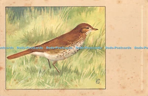 R443031 Song Thrush N V P Sluis Birdfood Ser 9 No 99 - Picture 1 of 4