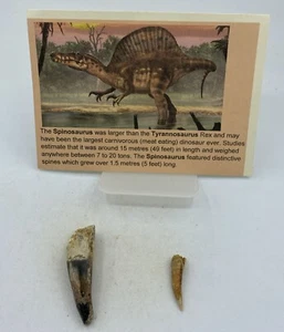 Spinosaurus Teeth Dinosaur F0SSIL Before T Rex Cretaceous K794 - Picture 1 of 3