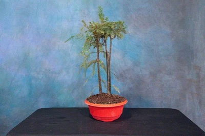 ЛЫСЫЙ КИПАРИСОВЫЙ ЛЕС бонсай! Cold Hardy! Лес из 5 деревьев! - Изображение 1 из 4