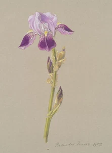 E. THAETER (1864-1933), Violette Schwertlilie,  1907, Gouache Realismus - Imagen 1 de 4