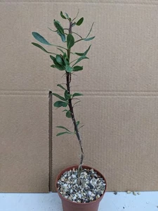 Foquieria splendens, kakteen sukkulenten Kaktus Caudex - Bild 1 von 6