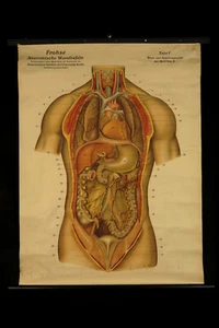 Lot Of Vintage Anatomy Posters C.1920 / Cabinet Of Oddities Human Sciences - Picture 1 of 12