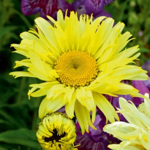Leucanthemum 'Goldfinch' 4L Plant. Perennial flowers. Shasta Daisy. - Picture 1 of 4