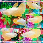 Yellow Gold Dragon Halfmoon Female - Import Live Betta Fish From Thailand