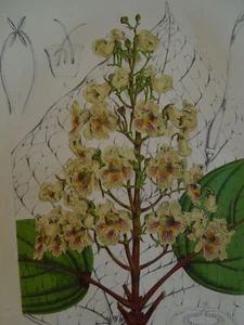 Plant Lithograph Print 19th Century. Catalpa. Ch.Lemaire. IH11 - Picture 1 of 2