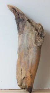 Treibholz Schwemmholz Driftwood 1 XXL Skulptur Terrarium Dekoration Garten 59 cm - Bild 1 von 12