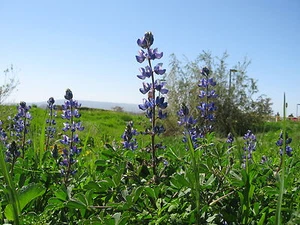 (On Backorder) SeedRanch Sweet Blue Lupine Seed - 50 Lbs. - Picture 1 of 1