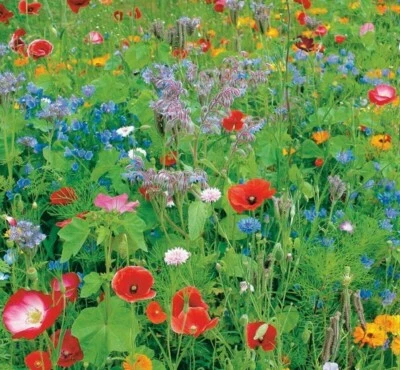 WILD FLOWER SEEDS MIX THROW GROW PLANTS BOMBS SEASON GARDEN ROSE BEES MEADOW - Image 1 of 3
