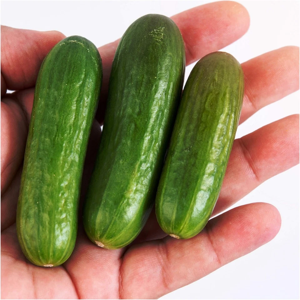 CUCUMBER Baby Snack Poco F1 5 seeds HYBRID vegetable garden SPRING SUMMER nongmo - Image 1 of 2