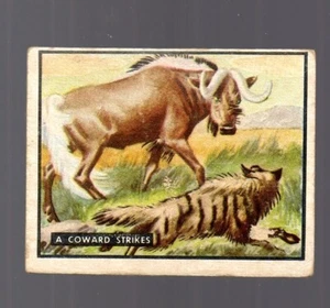 Bring 'Em Back Alive Card - # 2 - (1950 Topps) - Tan Back - Bild 1 von 2