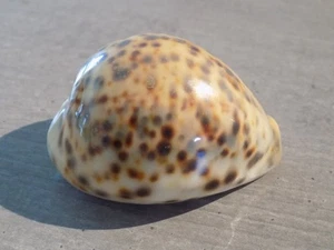 Coquillage : NEW CYPRAEA TIGRIS PARDALIS jaune de 82.8 mm INDONESIE - Imagen 1 de 4