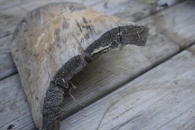 BEETLE ART!  TUNNEL CAVE DRIFTWOOD TERRARIUM AQUARIUM FISH TANK TAXIDERMY DECOR - Image 1 of 4