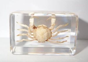 White Spider Crab Specimen in Clear Small Resin Block Teaching Kit TE1 - Picture 1 of 12