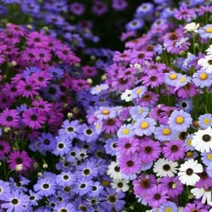 50 X NATIVE SWAN RIVER DAISY MIX SEEDS-COLOURFUL HARDY GARDEN BORDER PLANT - Picture 1 of 5