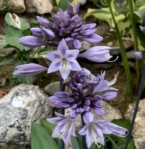 Hosta Evening Blush 3" Pot Well Rooted Perennial Shade Interesting Flowers - Picture 1 of 4
