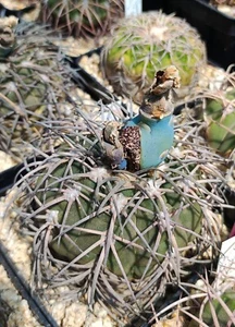 Gymnocalycium spegazzinii v. major, 25+ seeds, harvest 2024. - Picture 1 of 5