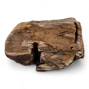 Muestra de madera petrificada 2 libras 0,6 oz. - Imagen 1 de 2