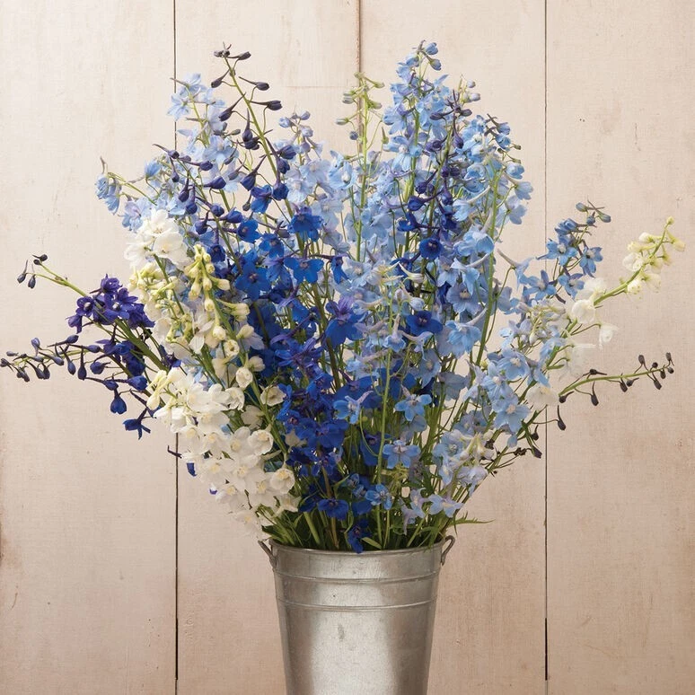 40 Belladonna Mix Delphinium seeds - Image 1 of 1