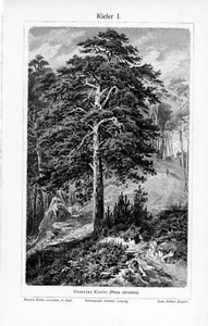 1905 MAJESTIC SCOTCH PINE TREE ENGRAVING ILLUSTRATION PRINT 2 Pgs - Picture 1 of 4