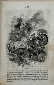 RAR 1859 antikes Buch mit Illustrationen - Bild 1 von 10