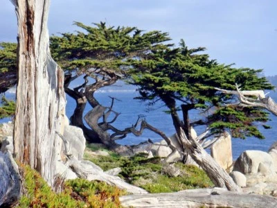25 MONTEREY CYPRESS SEEDS -  Cupressus macrocarpa - Image 1 of 4