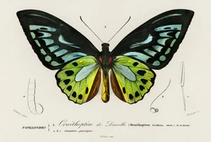 Green Birdwing Butterfly (Ornithoptera) - 1849 - Illustration Poster - Picture 1 of 1