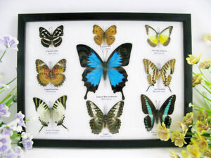 9 echte wunderschöne präparierte Schmetterlinge im Schaukasten - Wandbild - u 17