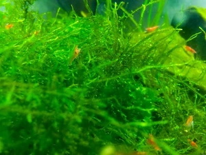 Java Moss (Taxiphyllum Barbieri) -Home Grown Green and Healthy BUY 2 GET 1 FREE - Picture 1 of 9