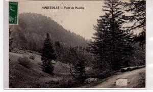 CPA-01-HAUTEVILLE-1910-FORÊT DE MAZIERE - Bild 1 von 1