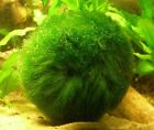 Marimo Moss 3 Balls 1.6 Inch (4Cm) (Cladophora) Live Plant Aquarium Tank In Usa