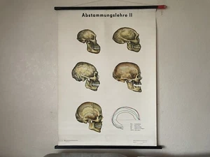 Carta escolar vintage EVOLUCIÓN DEL CRÁNEO HUMANO impresión cro-magnon, póster - Imagen 1 de 18