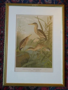 Ardetta minuta (L.) - Pequeña cúpula de tubo - Cromolitografía aprox. 1880 - Imagen 1 de 2