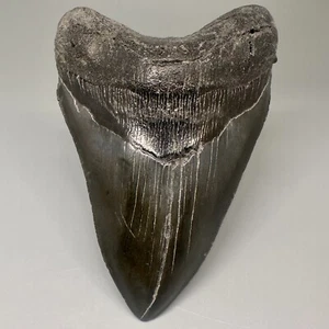 Dunkle Farbe komplett 4,77 Zoll fossiler MEGALODON Haizahn - USA - Bild 1 von 7