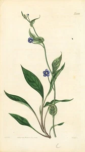 Original 1824 Curtis Druck - ""Cynoglossum Nitidum"" (Vergiss mich nicht) - Bild 1 von 1