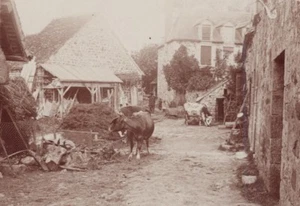 Bagnoles de l Orne Spa Town Cows Farm Scene Snapshot Instantaneous Photo 1900 - Picture 1 of 3