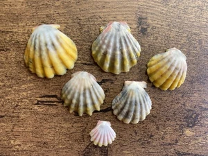 Hawaiian Sunrise (6) Muscheln Konvolut Schmuckherstellung Handwerk - Bild 1 von 2
