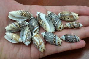 12 PCS OLIVE SEA SHELL SEWING 2 HOLE BUTTONS CRAFT 1" - 1 1/2" - Picture 1 of 1