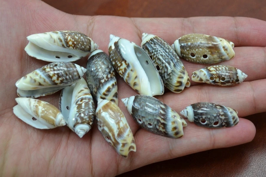 12 PCS OLIVE SEA SHELL SEWING 2 HOLE BUTTONS CRAFT 1" - 1 1/2" - Image 1 of 1