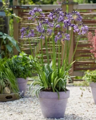 Blue/White Lily of the Nile Rooted Adult Plant - READY TO PLANT IN THE GROUND! - Image 1 of 4