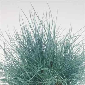 Fescue glauca 'Buddy' Perennial Blue Silver Ornamental Grass - 1 Quart - Picture 1 of 2