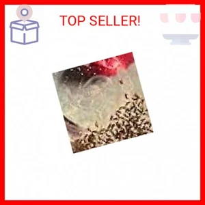 Terro Fruit Fly Trap 4 Traps + 180 Days Lure Supply - Picture 1 of 2