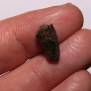 Dente giovanile Tyrannosaurus Rex fossile formazione Hell Creek Cretaceo - ottimo - Foto 1 di 11