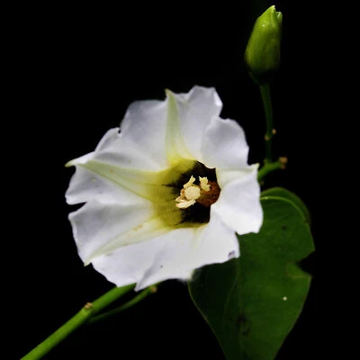 OLOLIUQUI 5 Seeds | Rivea Corymbosa Sacred Shaman Medicinal Rare Exotic Plant - Image 1 of 4