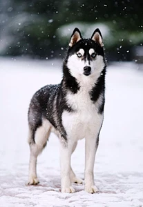 Siberian Husky Foto Magnet 3"x5" - Bild 1 von 1