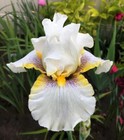 Goldkist Bearded Iris - Blue Buddha Farm - Easy to Grow Perennial